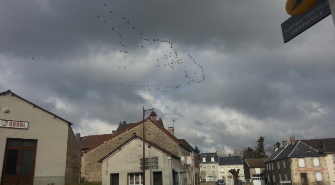 Les grues reviennent l’hiver est fini !!!